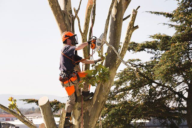 Man Sawing Top Of The Tree — Clermont, FL — Arbor Tech Tree Service