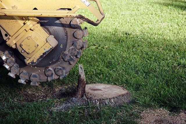 Stump Extractor Tree Removal — Clermont, FL — Arbor Tech Tree Service