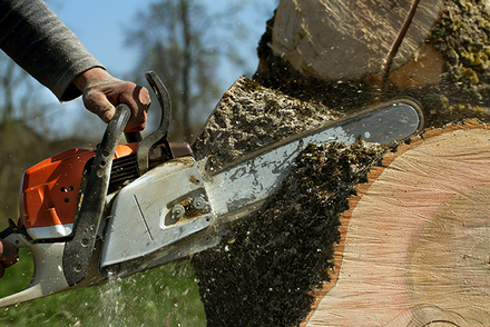 Man Cuts a Fallen Tree — Clermont, FL — Arbor Tech Tree Service Man Cuts a Fallen Tree — Clermont, FL — Arbor Tech Tree Service