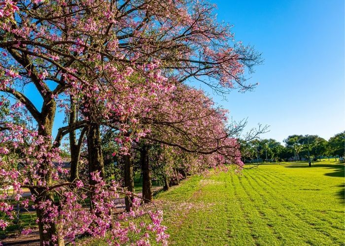 Ipês floridos Maringá, Paraná, Brasil Ipês floridos Maringá, Paraná, Brasil