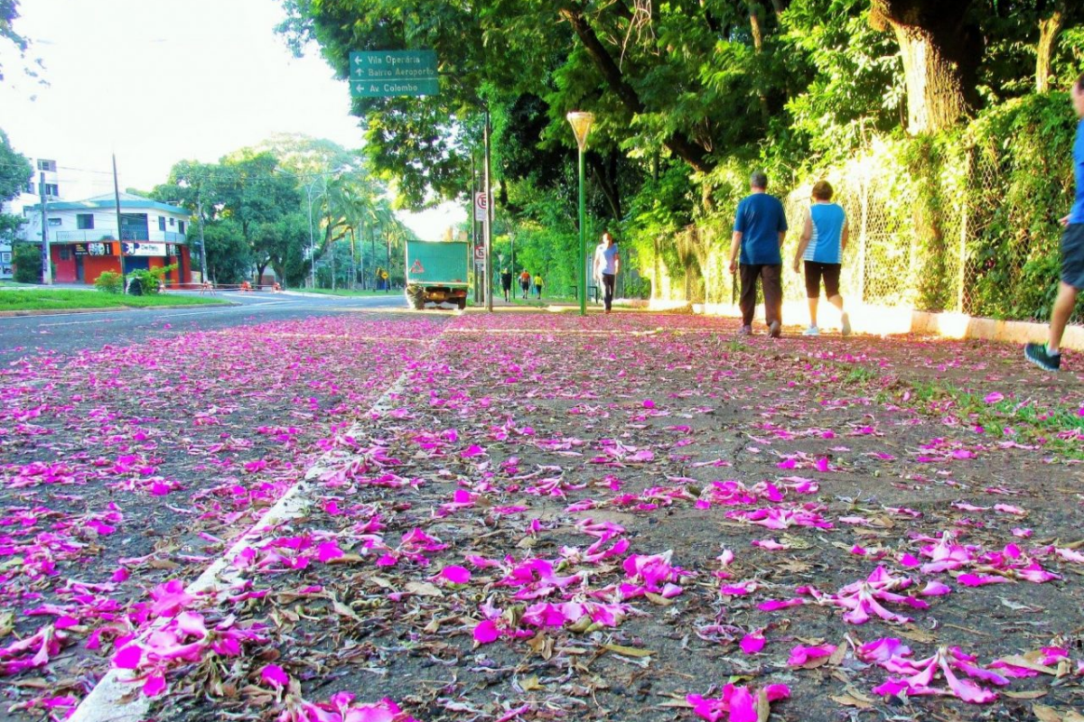 Paisagem arborizada de Maringá no outono para aproveitar passeios, pontos turísticos e hospedagem no