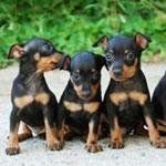 cuccioli dobermann