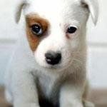 cane jack russell