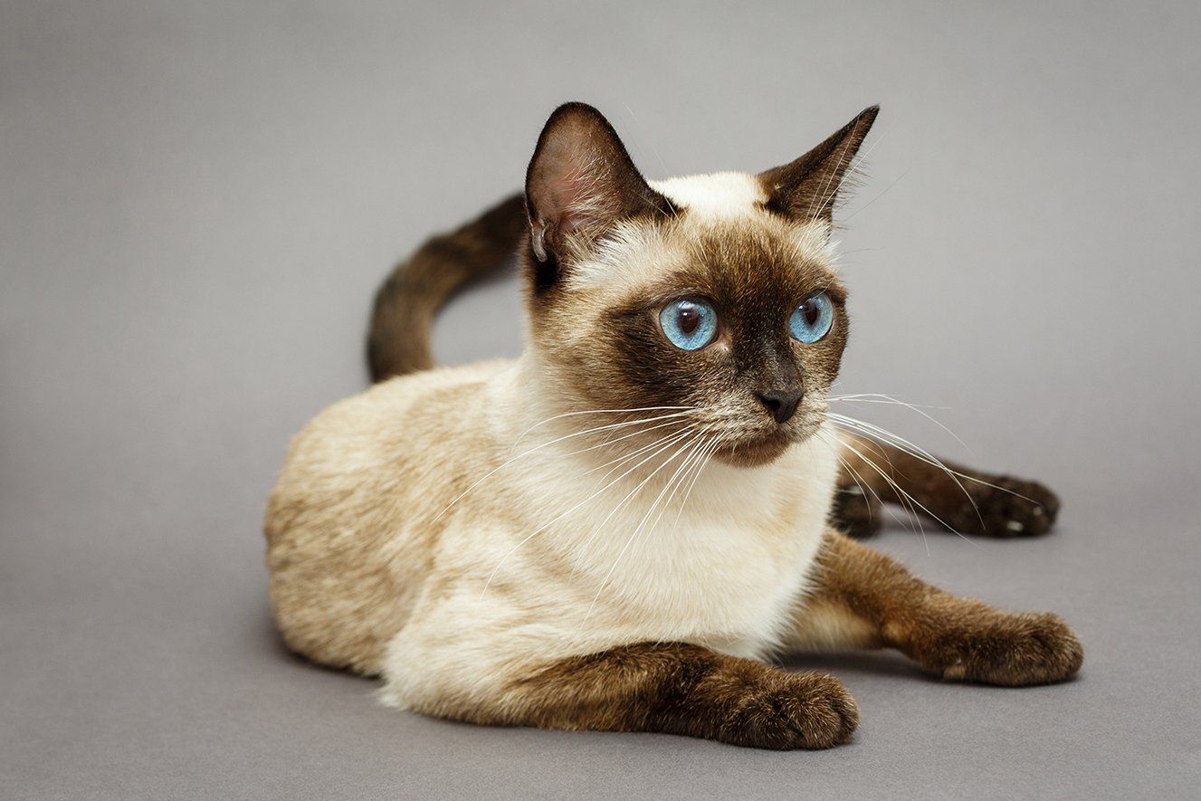 gatto siamese