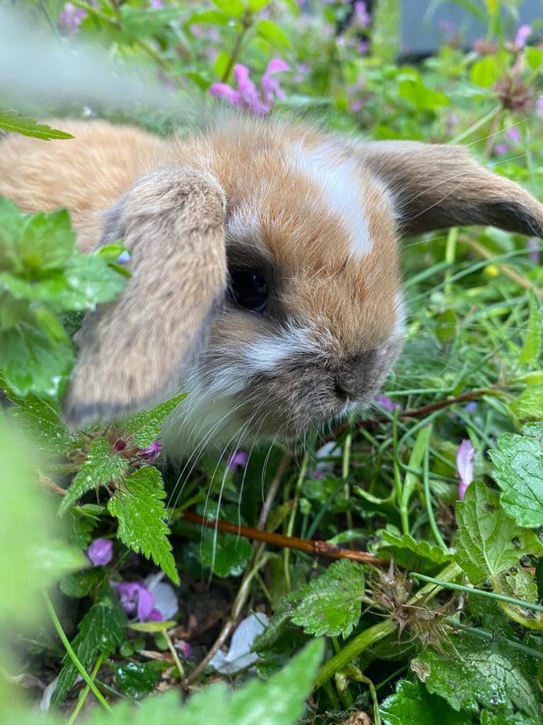 coniglio nel prato