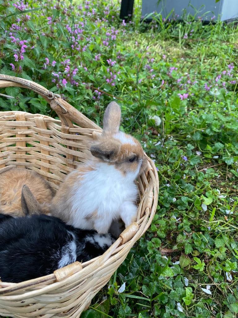 coniglio nella cesta