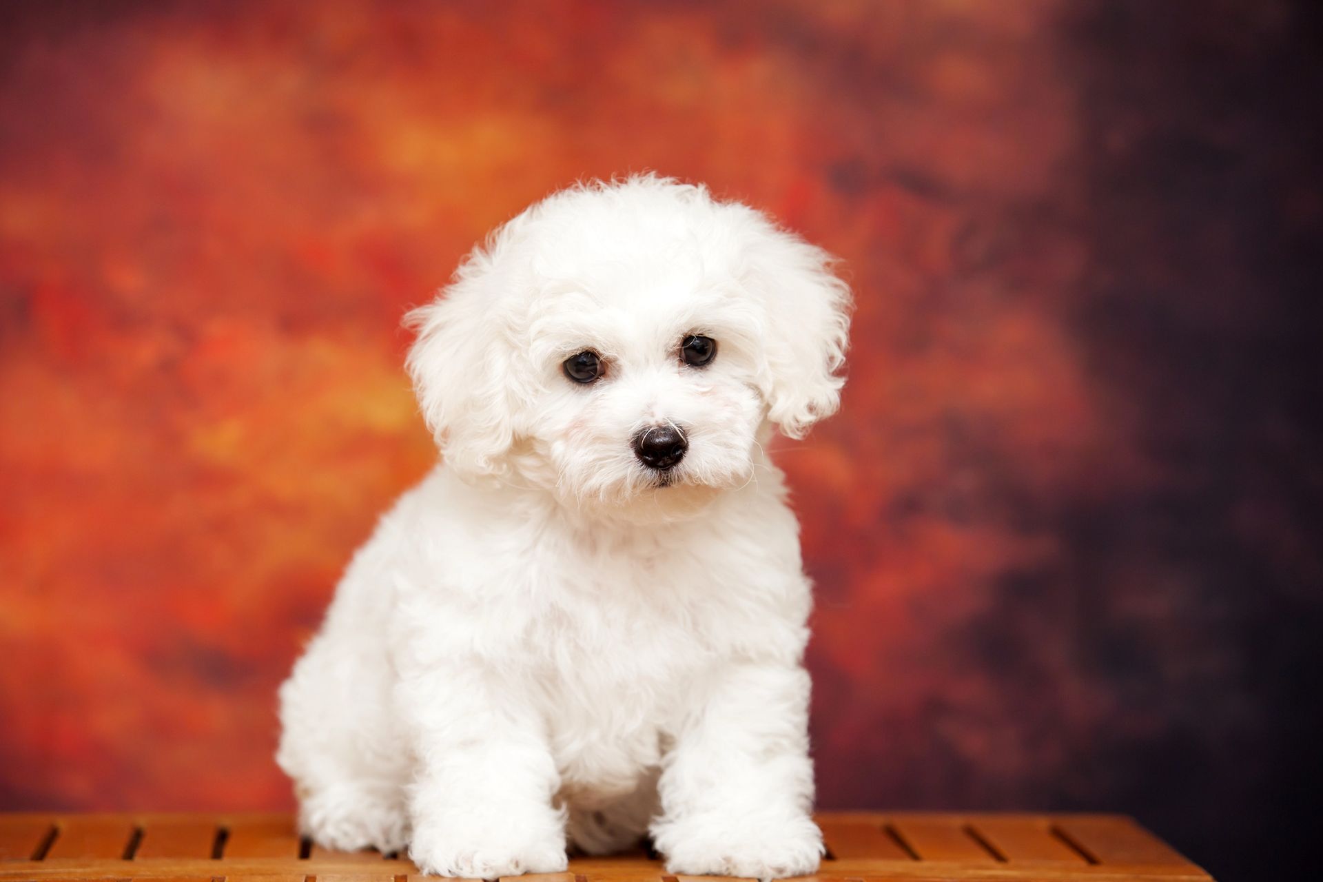 schnauzer bianco