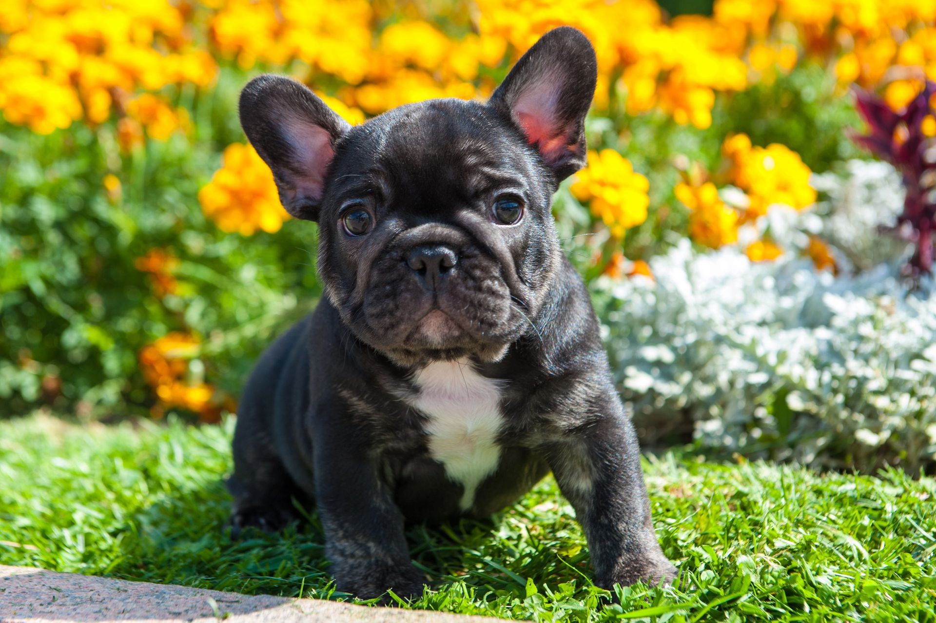 bulldog francese