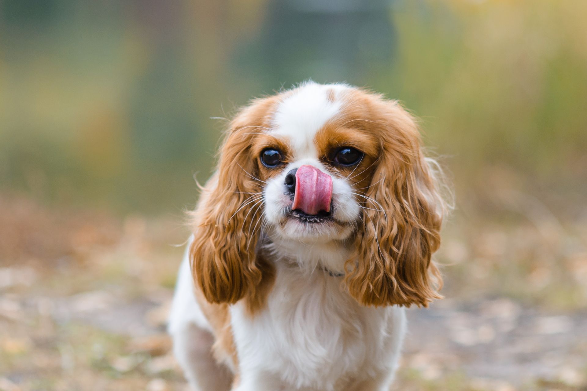 cani cane cavalier king