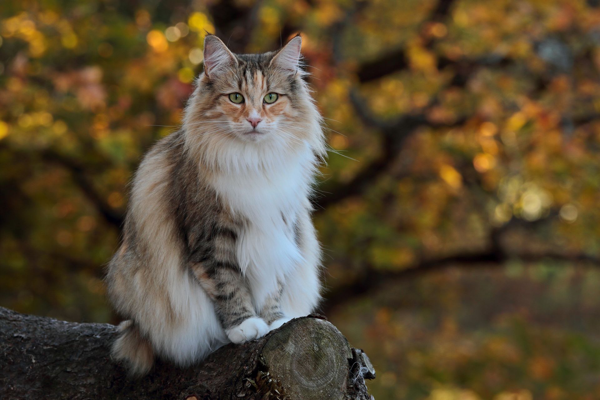 cane taglia piccola