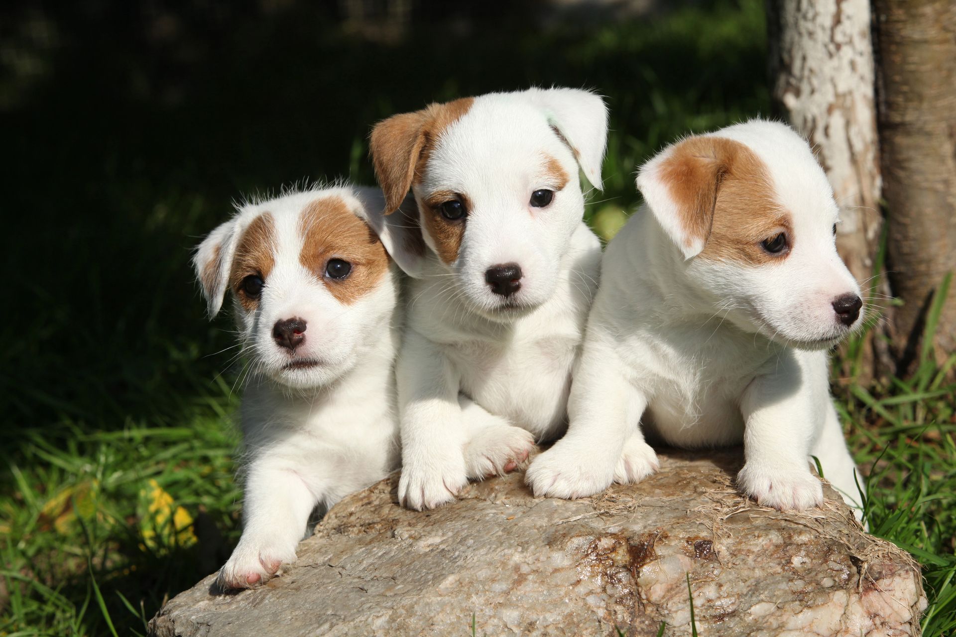 cane jack russell