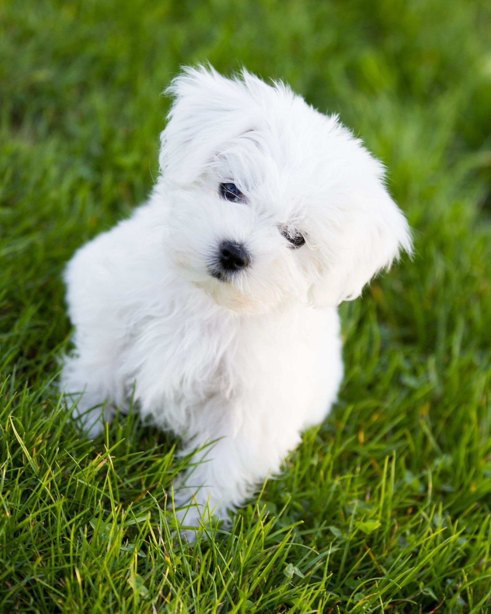 cane taglia piccola
