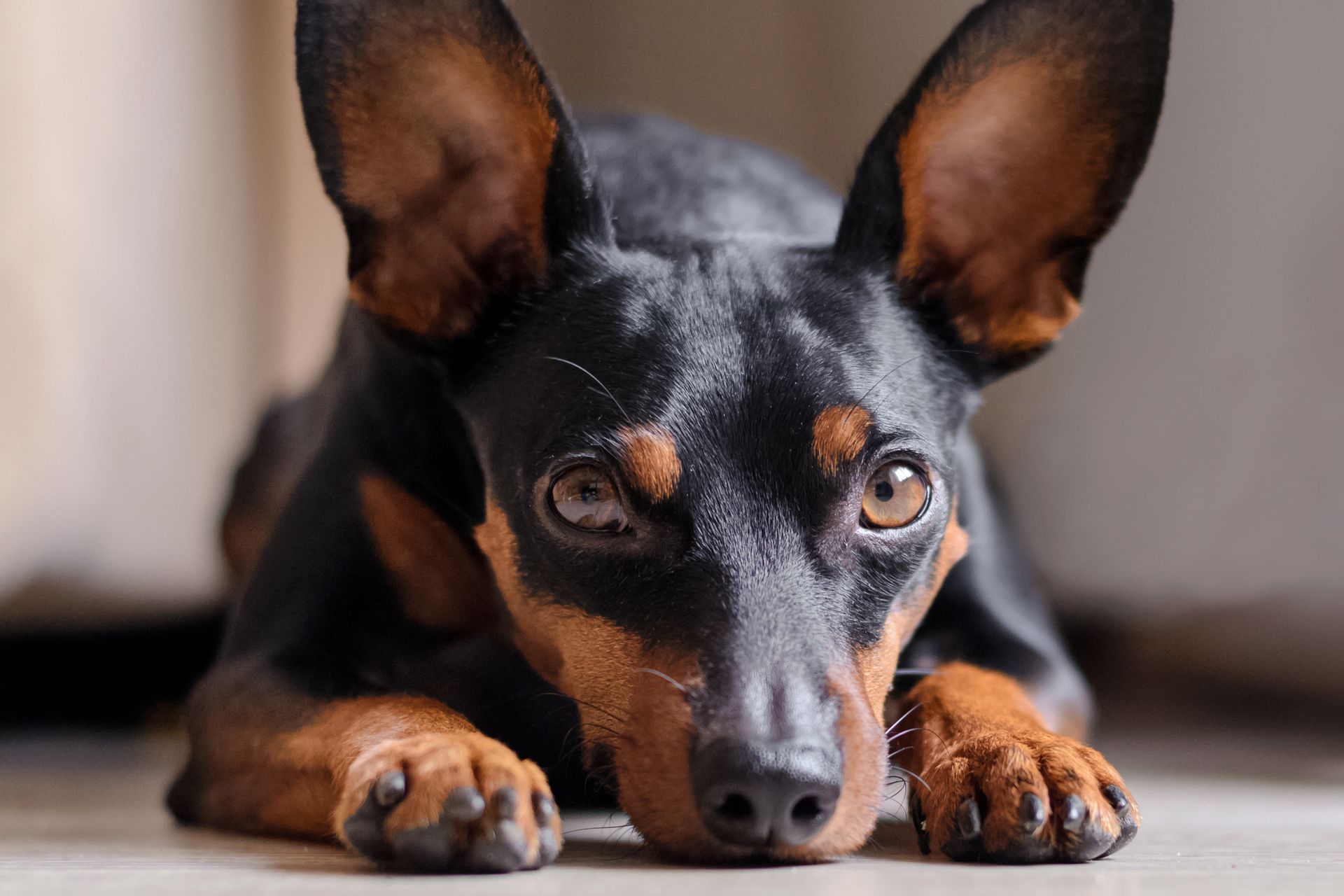cuccioli dobermann