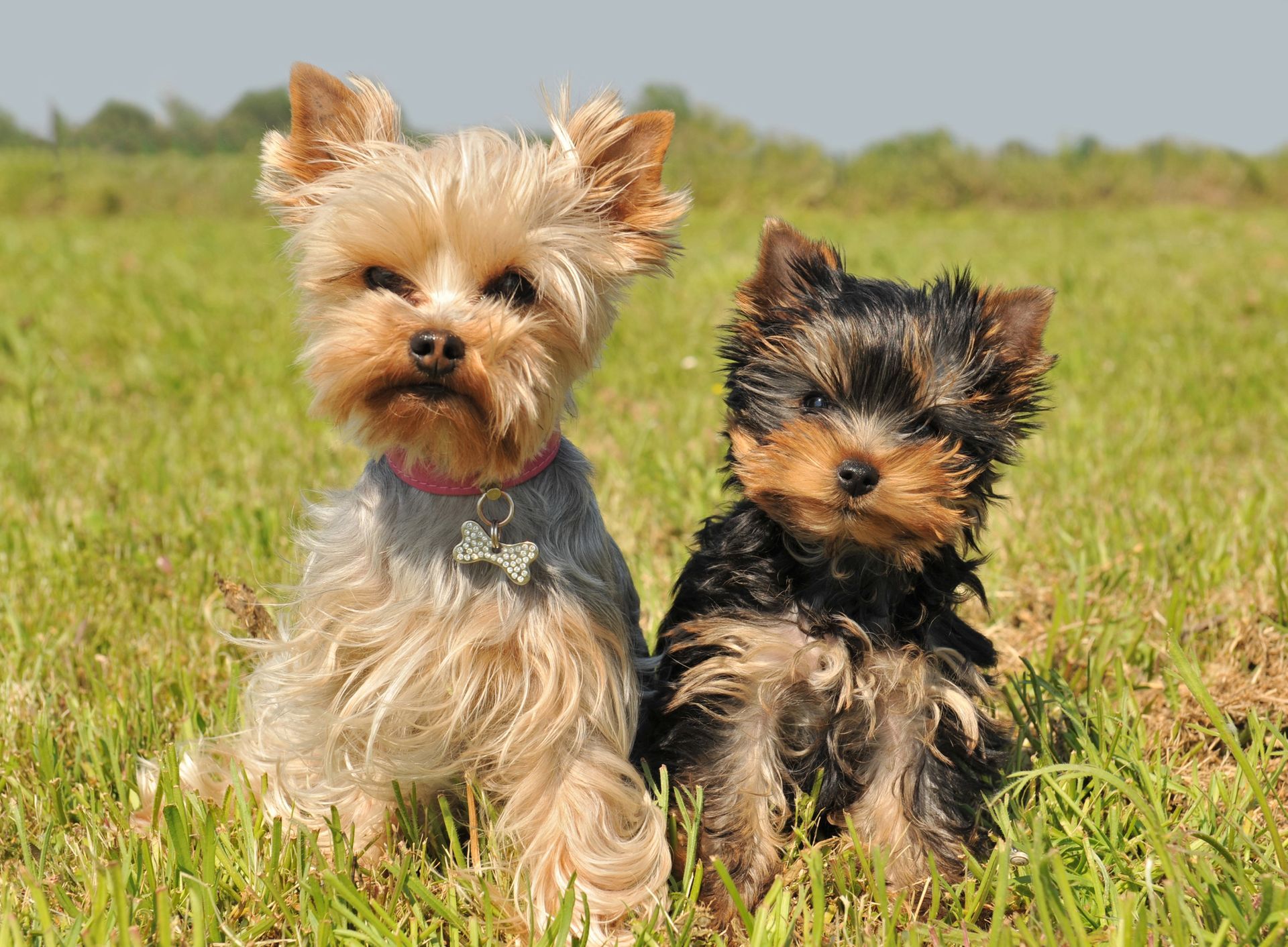 cane yorkshire