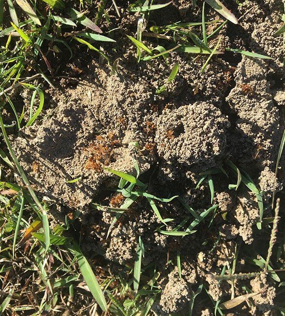Funnel Ants — Terminator Ant & Pest Control in Nambucca Heads, NSW
