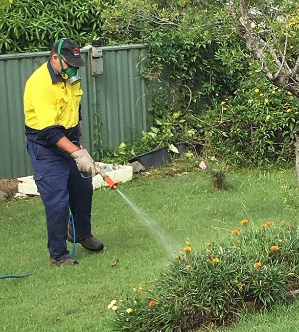 Pest Technician Spraying Plants — Terminator Ant & Pest Control in Nambucca Heads, NSW