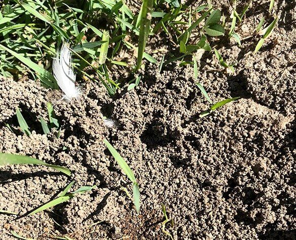 Funnel Ants — Ant Habitat — Terminator Ant & Pest Control in Nambucca Heads, NSWAnt & Pest Control in Nambucca Heads, NSW