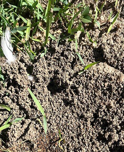 Ant Habitat — Terminator Ant & Pest Control in Nambucca Heads, NSW