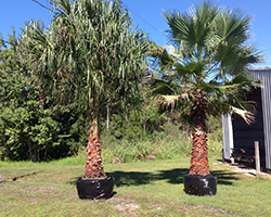 Beautiful Palm Trees