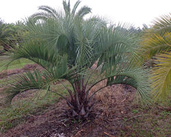 Small Palm Tree