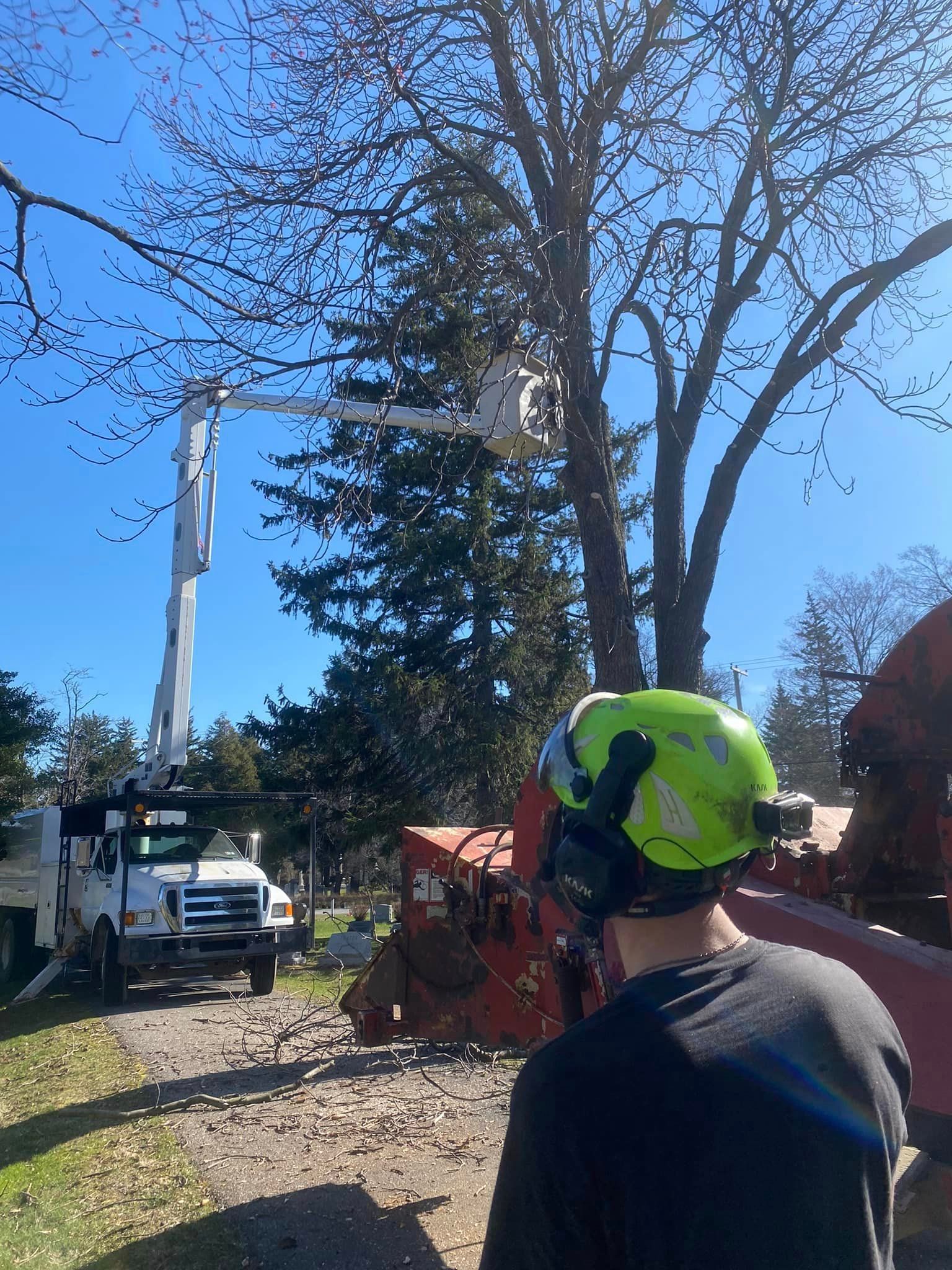 Tree Pruning Process — Erie, PA — Larson’s Tree & Stump Removal