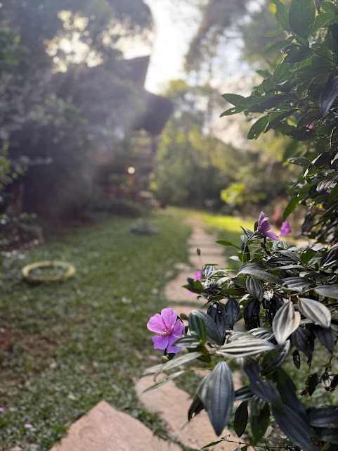 Caminho de pedra em meio a um jardim exuberante, flores roxas em primeiro plano, luz do sol.