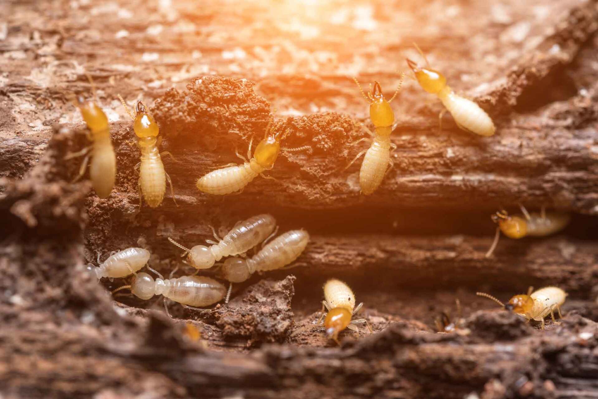 Termites — Wallace, NC — Murray Exterminating Company Inc.