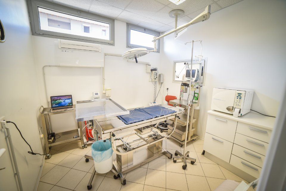 Chirurgia veterinaria