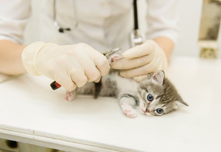 viista veterinaria per cucciolo di gatto