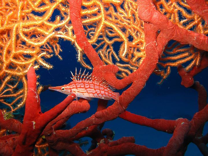 Un poisson avec un long nez nage dans un récif de corail