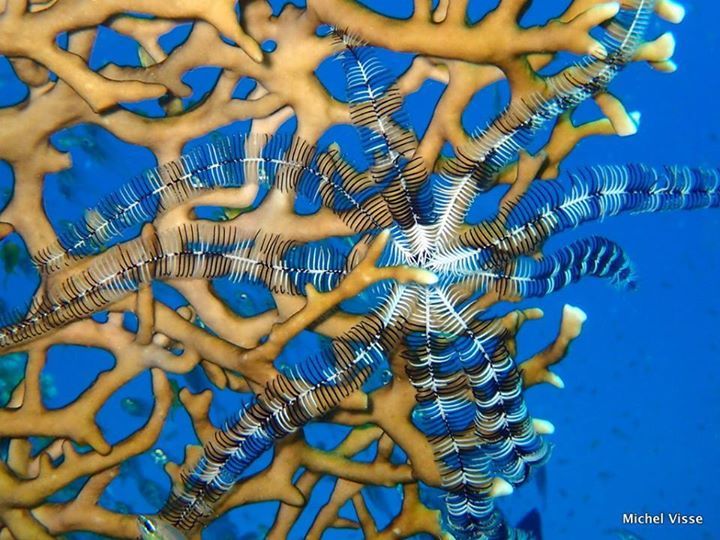 crinoïde sur corail de feu