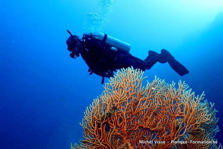 Un plongeur nage au-dessus d'un corail de feu