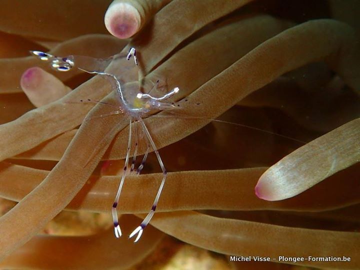 crevette dans une anémone
