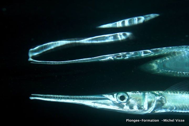 Un poisson orphie dans la nuit