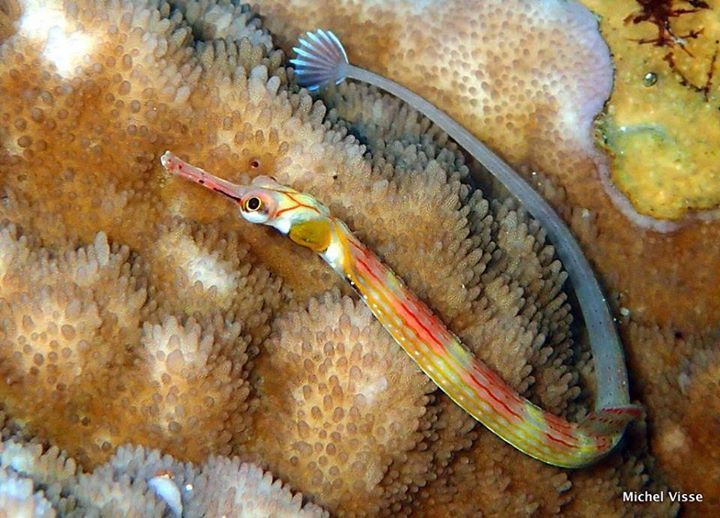 Un poisson syngnate sur un récif de corail
