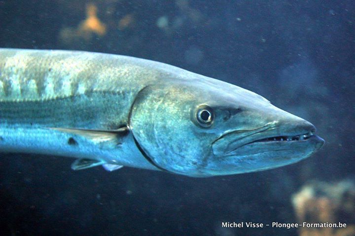 Un gros plan d'un barracuda