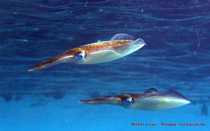 Deux calmars nagent dans l'océan sur un fond bleu