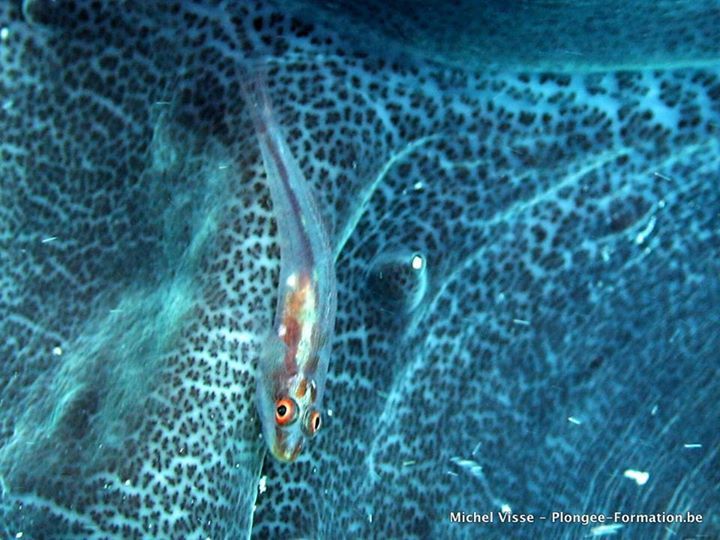Gobie nain dans mollusque