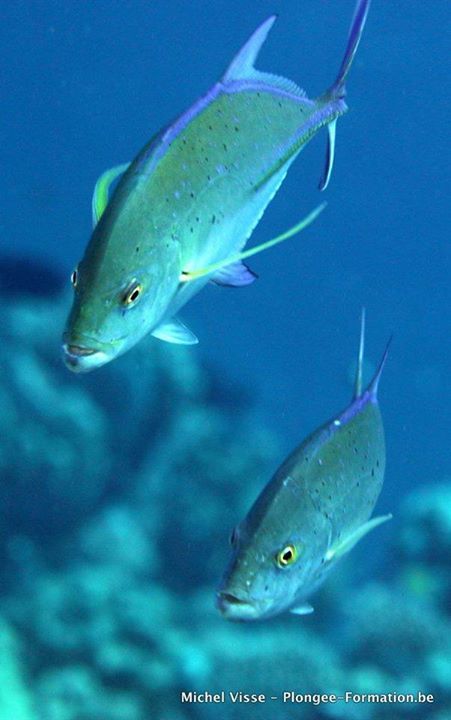 Caranques nagent l'un à côté de l'autre dans l'océan