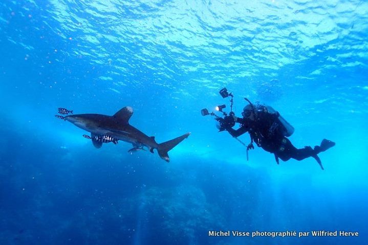 Un plongeur prend une photo d'un requin océanique dans la mer Rouge