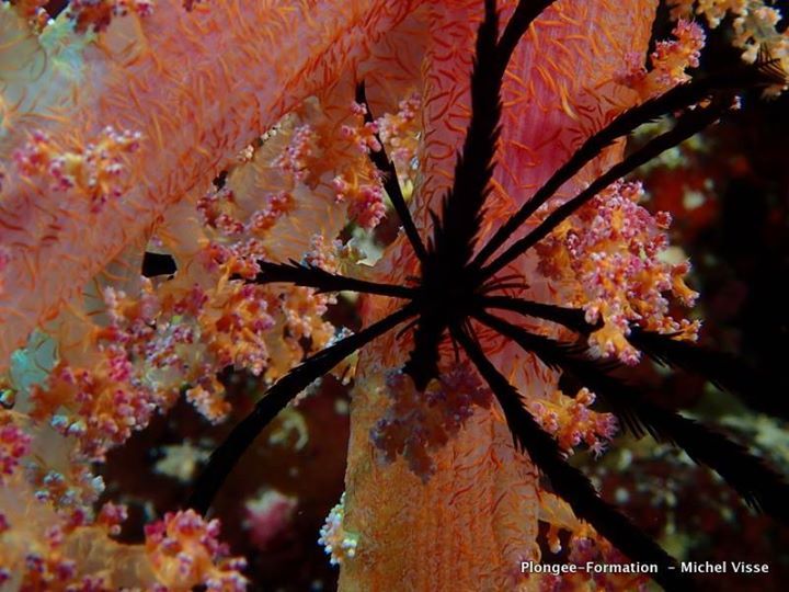 Égypte crinoïde sur corail mou