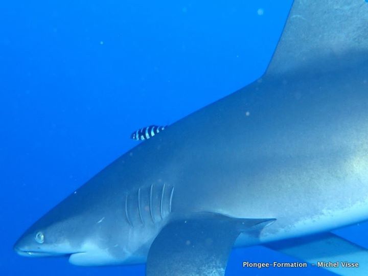 Un requin longimanus nage dans la mer rouge