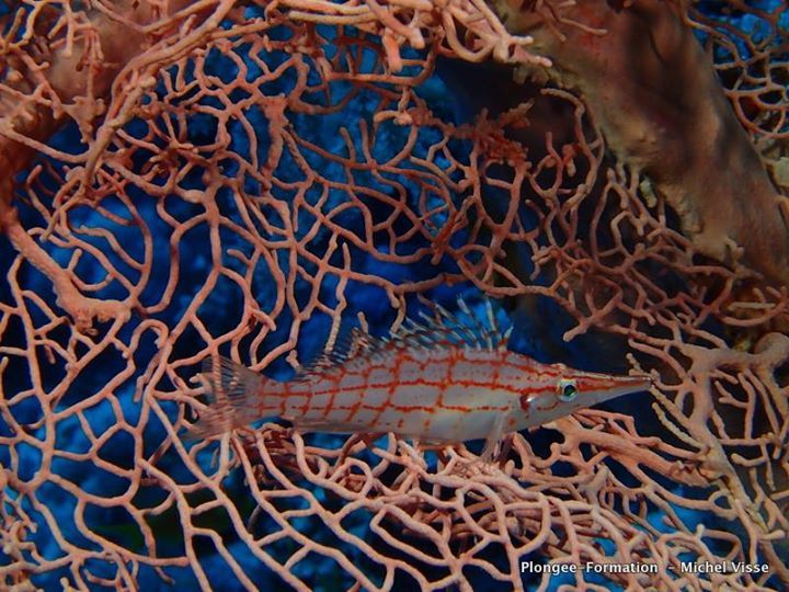 Un poisson  faucon dans une gorgone