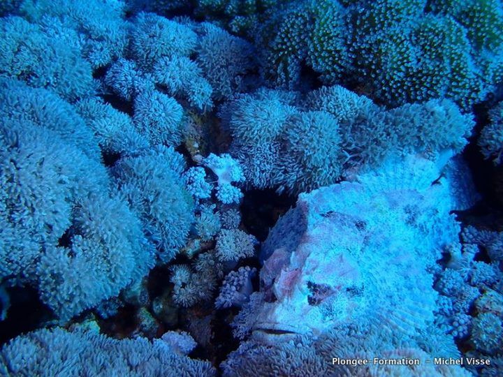 Égypte poisson scorpion