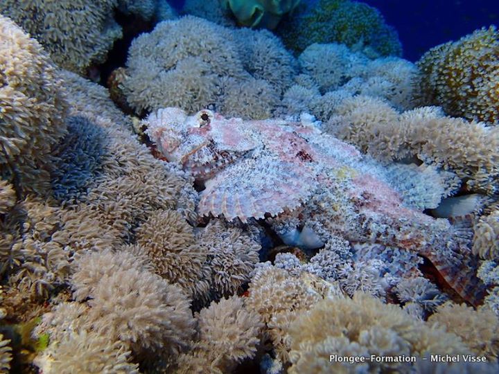 Égypte poisson scorpion