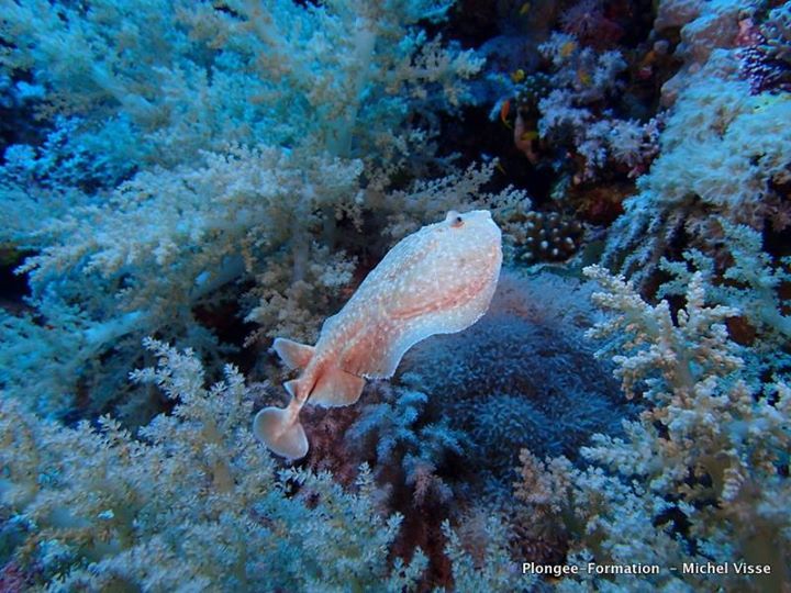 Égypte raie életrique