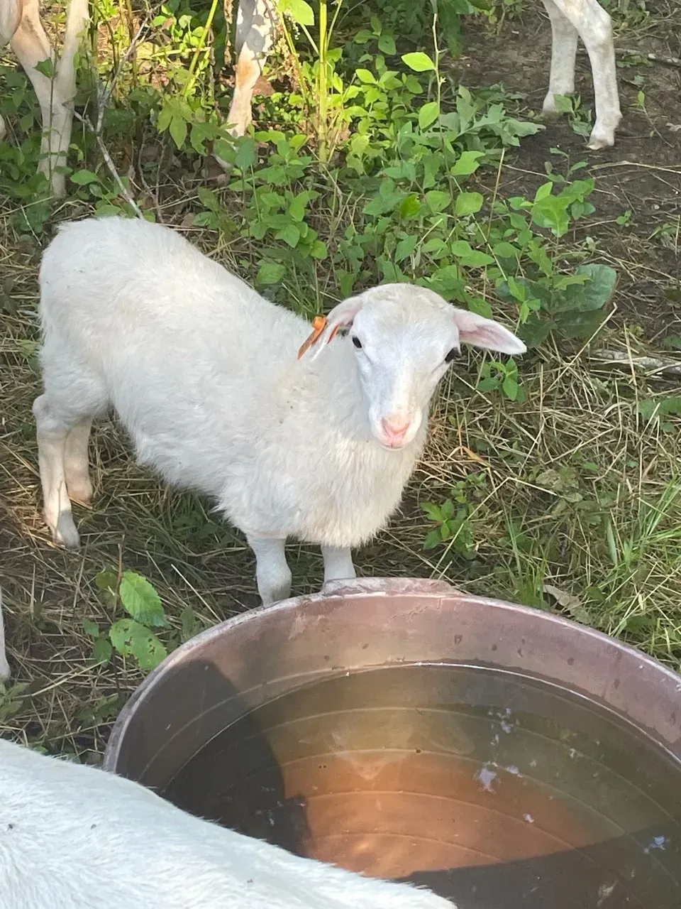 A man in a yellow vest is adjusting a thermostat while holding a tablet.