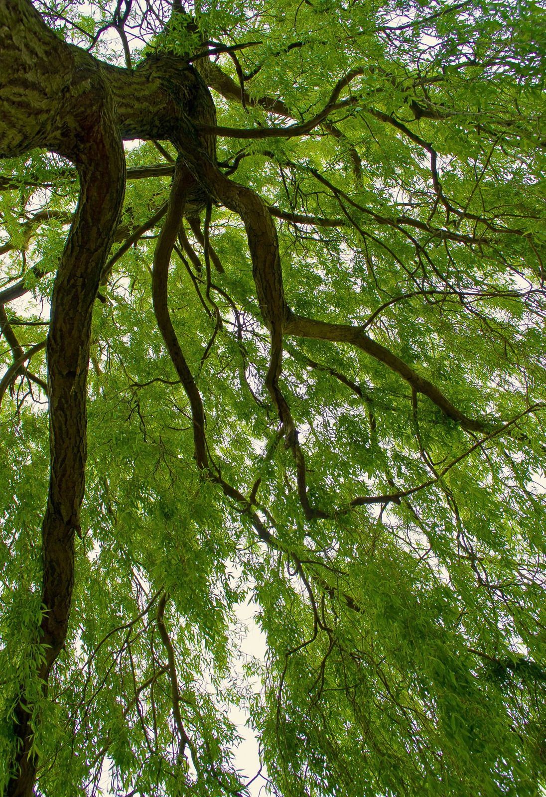 Looking up at a tree with lots of green leaves