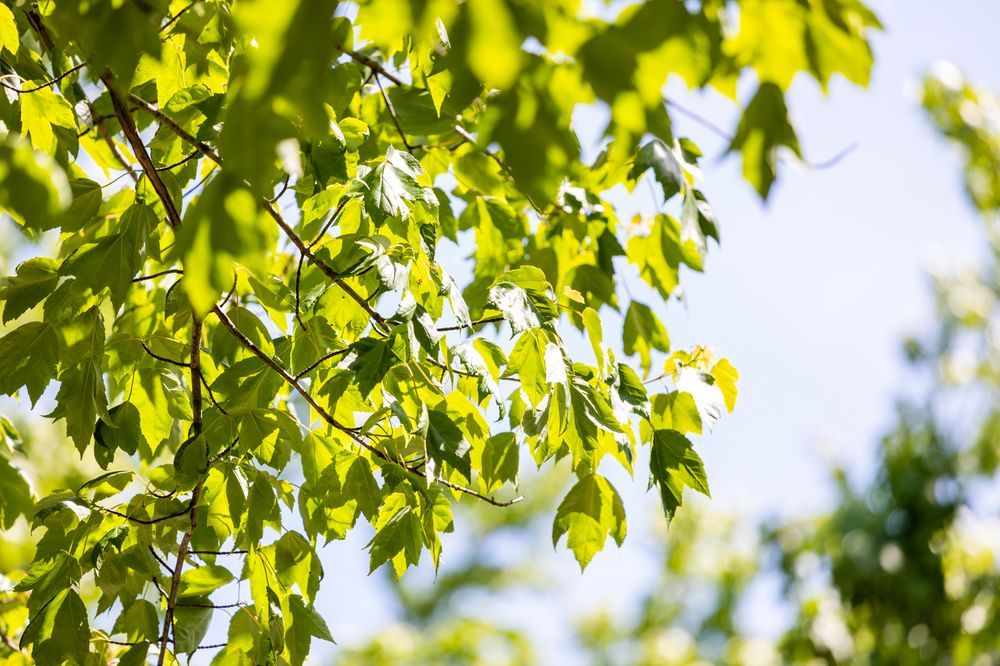 Green leaves on a tree branch against a blue sky, illuminated by sunlight.