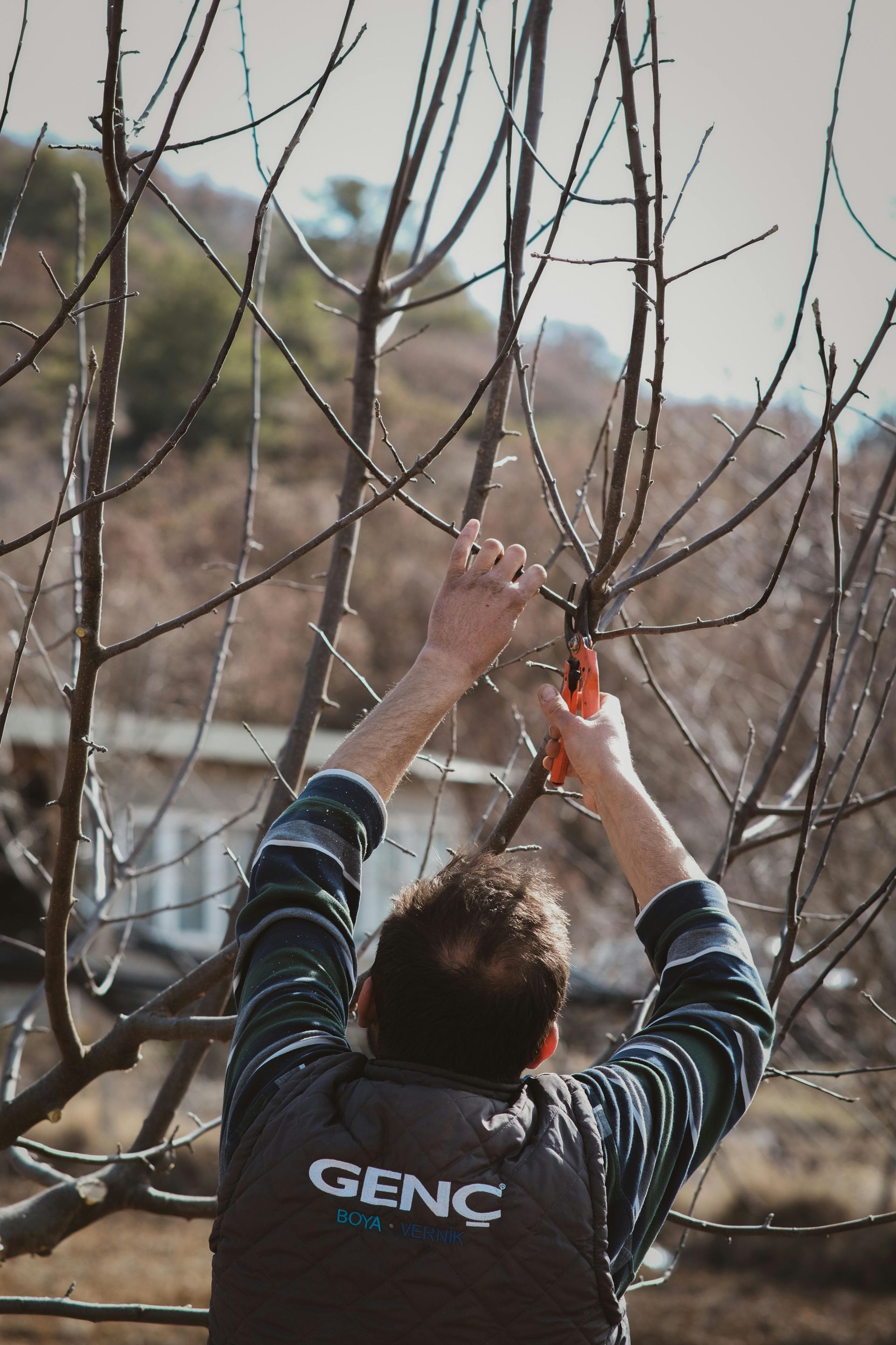 Person pruning tree branches with orange shears outdoors.